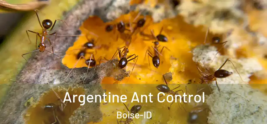  Argentine Ant Control Boise-ID