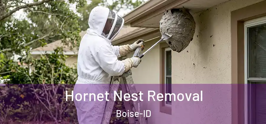  Hornet Nest Removal Boise-ID