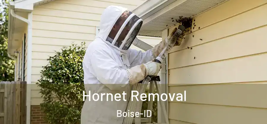  Hornet Removal Boise-ID