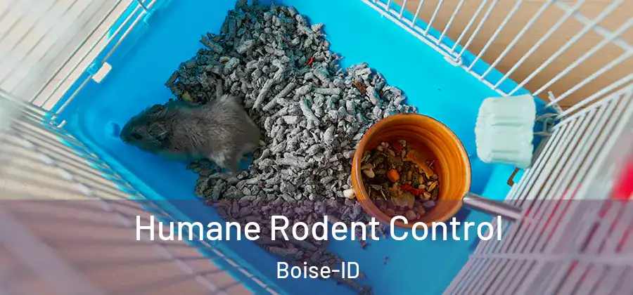  Humane Rodent Control Boise-ID