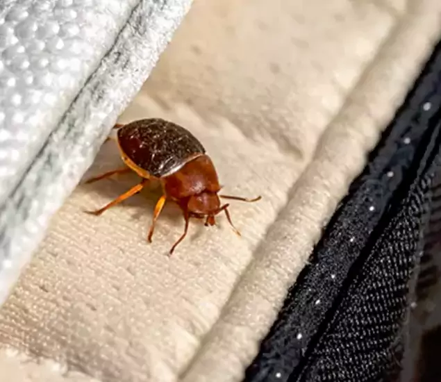 Trusted Bed Bug Prevention Specialists in Boise, ID