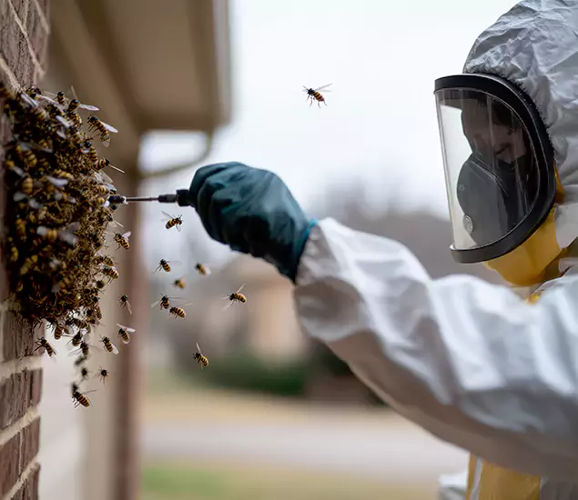 Your Bee Removal Company in Boise, ID
