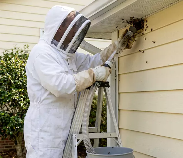Your Affordable Bee Removal Company in Boise, ID