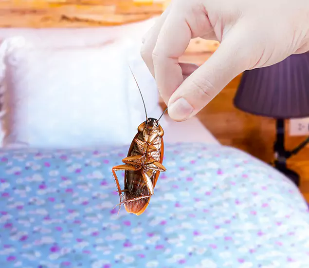 Expert Roach Control Services: Your Cockroach Pest Control in Boise, ID