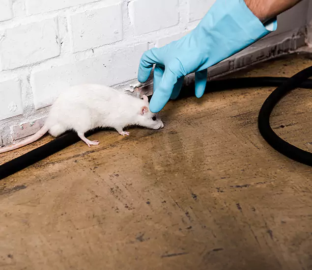 Your Pest Control Partner in Boise, ID