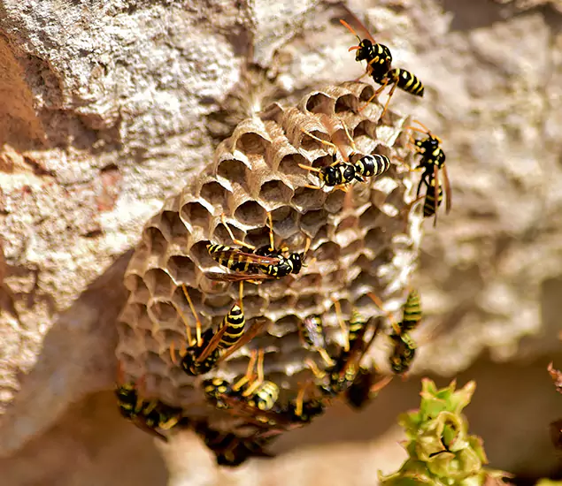 Your Best Wasp Removal Company in Boise, ID