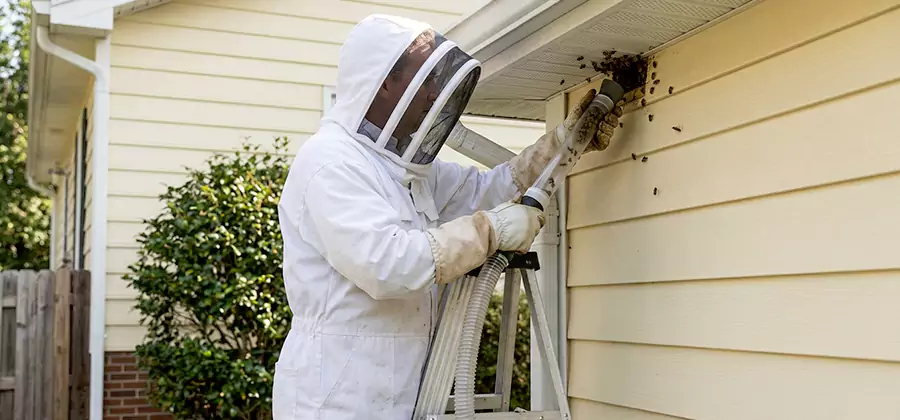 Ground Bee Removal in Boise