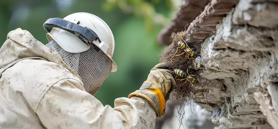 Bee and Wasp Hornet Removal in Boise