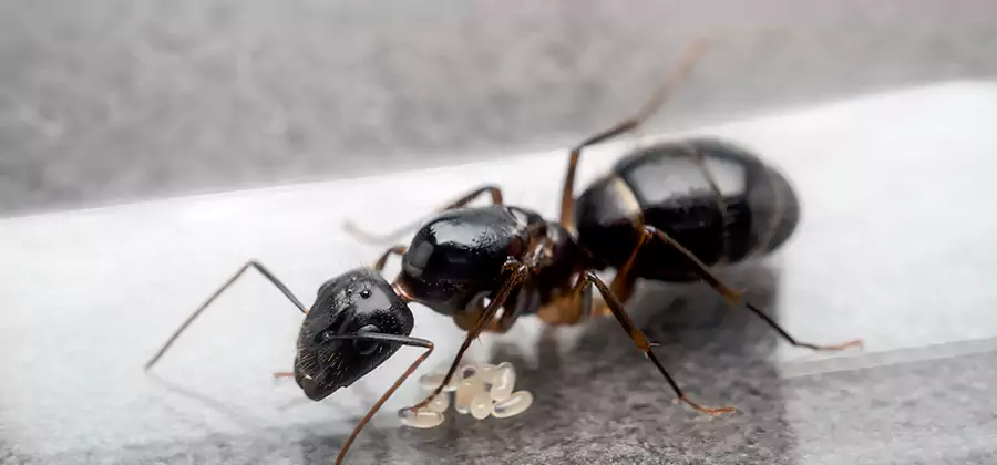Black Ants in Kitchen Elimination in Boise
