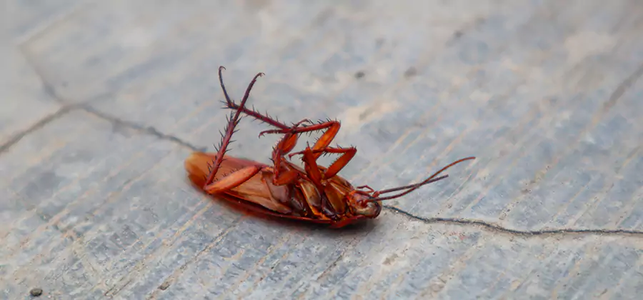 Cockroach Eradication for Commercial Properties in Boise