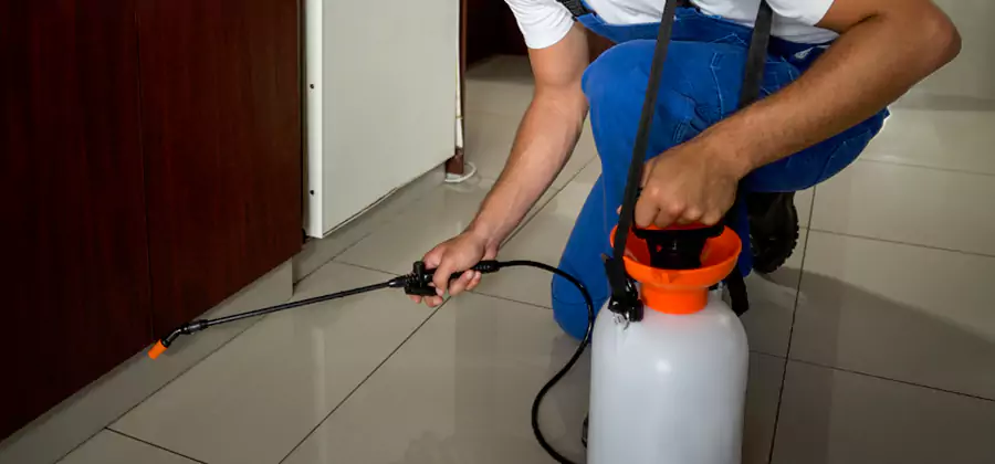 Palmetto Bug Exterminator in Boise