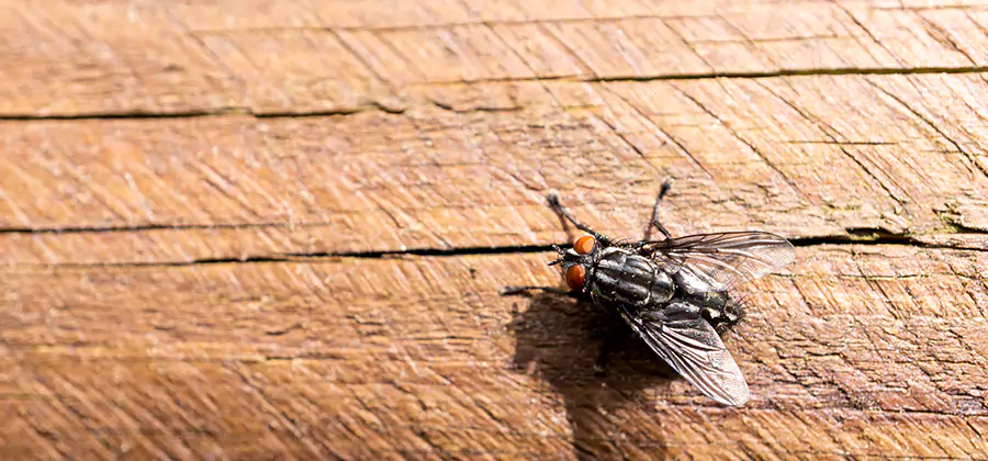 Flying Ant Barrier Treatment in Boise