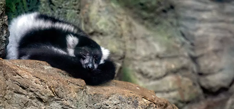 Humane Skunk Removal in Boise
