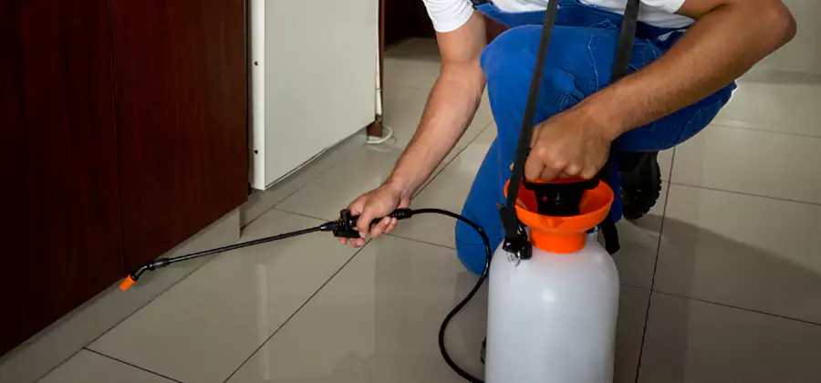 Indoor Insect Killer Solutions in Boise