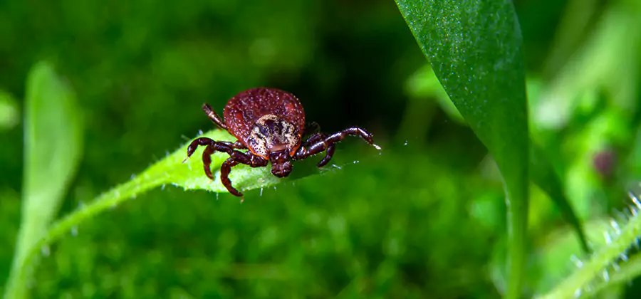 Tick Prevention for Yard in Boise
