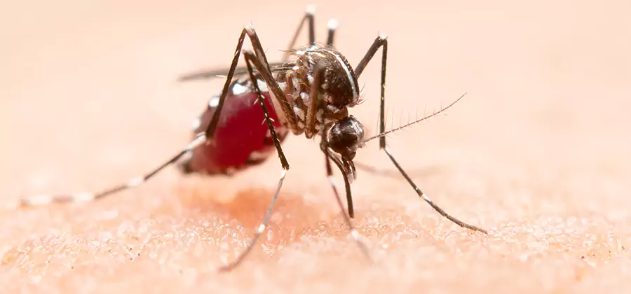 Indoor Mosquito Killer and Interior Control in Boise