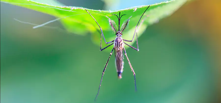 Pest and Mosquito Control for Yard and Patio in Boise
