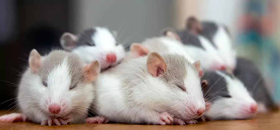 Boise Pet Safe Mice Control