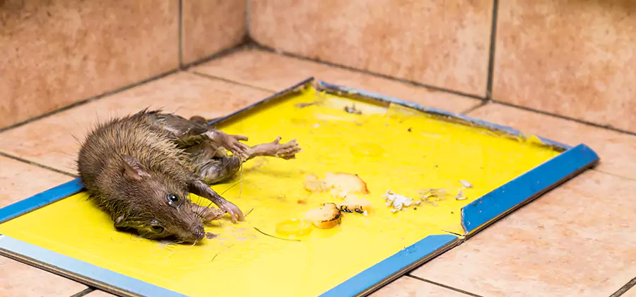 Mouse and Rat Control in Boise