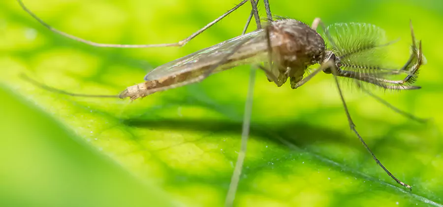 Herbal Mosquito Repellent Treatment in Boise