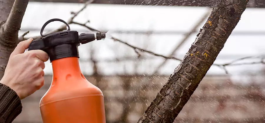 Orange Oil Structural Cavity Treatment in Boise