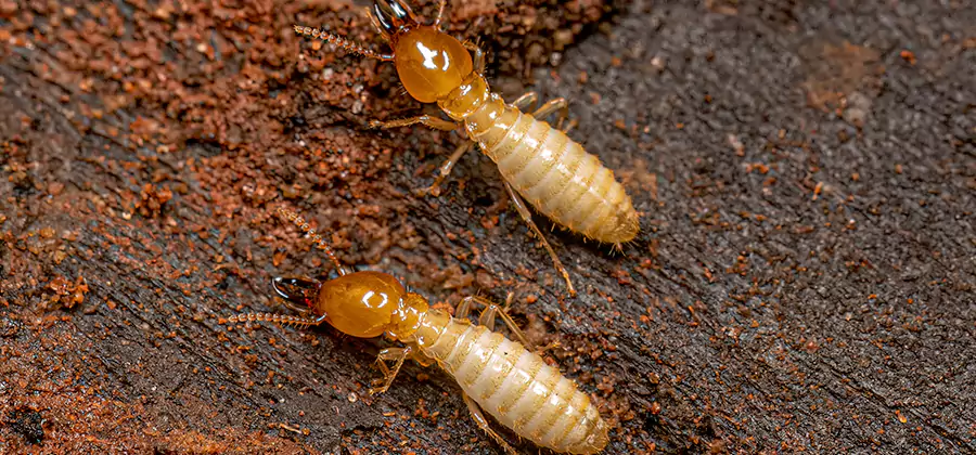 Natural Ant Hill Killer Treatment in Boise