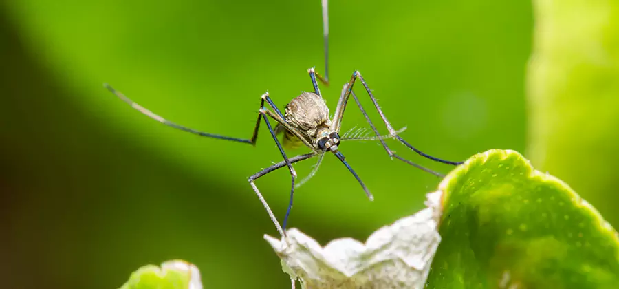 Natural Outdoor Mosquito Repellent in Boise
