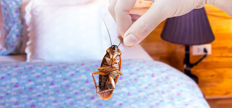 Bed Bug Inspection in Boise