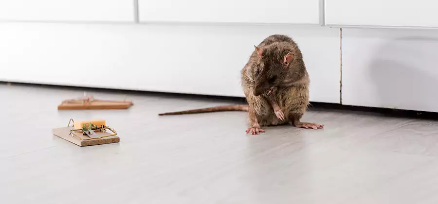 Rat Baiting Removal Service in Boise