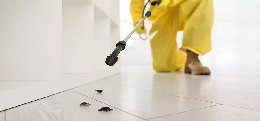 Roach and Bed Bug Exterminator in Boise