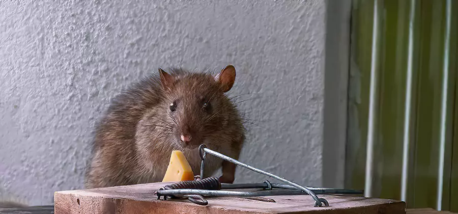 Rodent Proofing Service in Boise