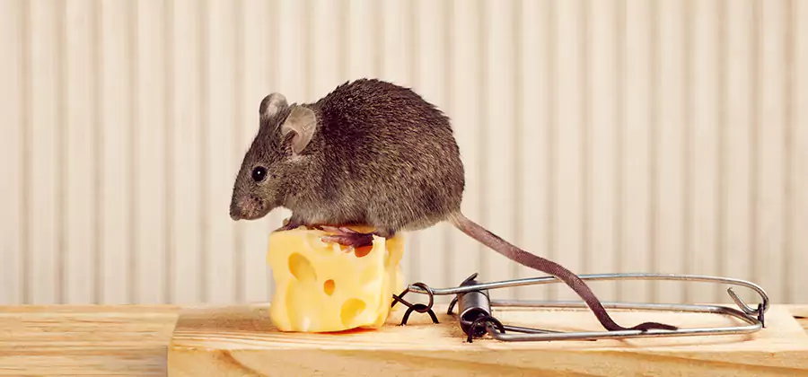 Commercial Rodent Exclusion Services in Boise