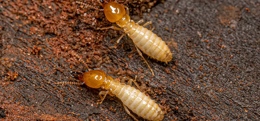 Sentricon Residential Termite Control in Boise