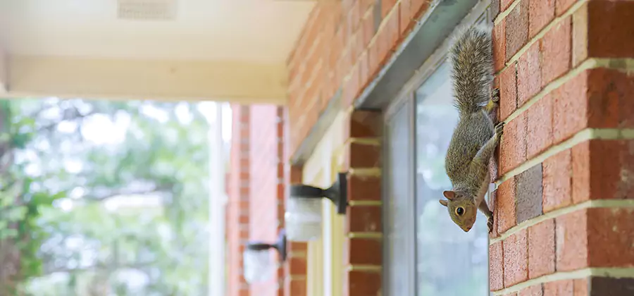 Squirrel Inside Walls Removal in Boise
