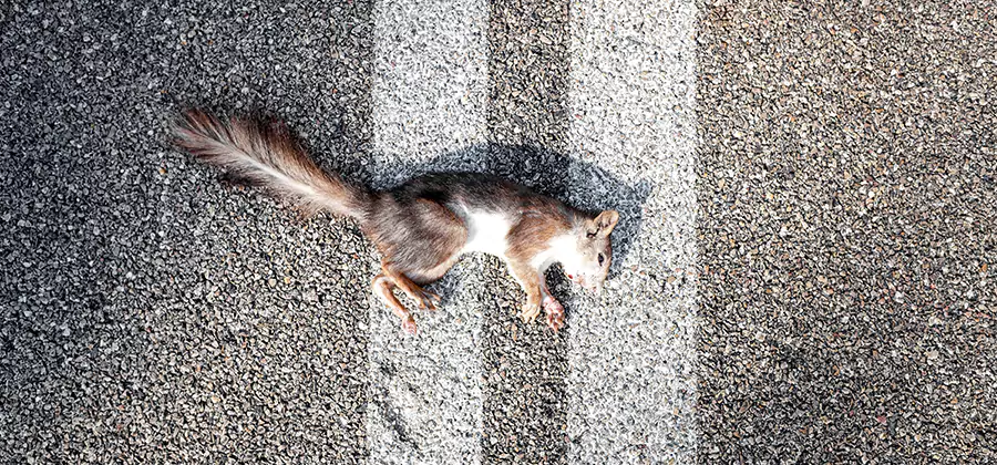 Dead Squirrel Removal in Boise
