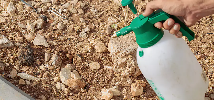 Heat Treatment Termite Cost in Boise