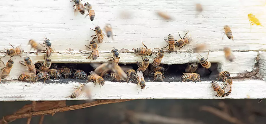Residential Termite Fumigation in Boise