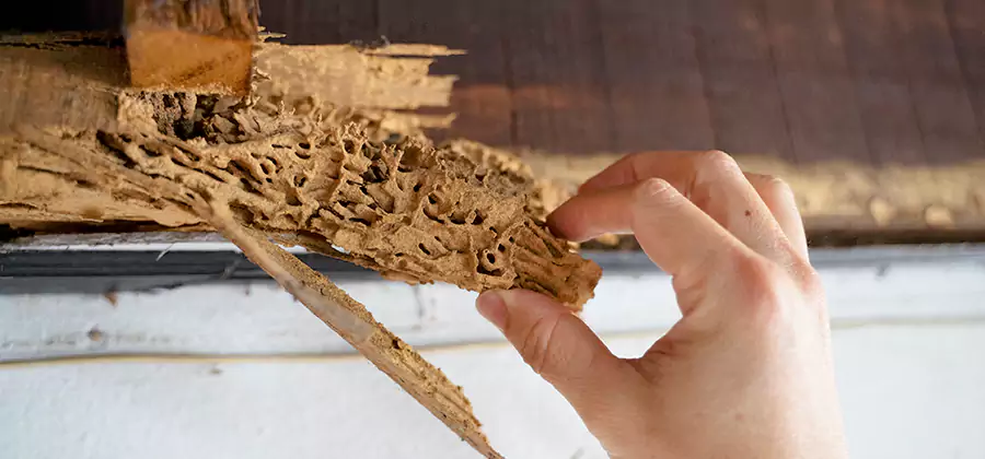 Pre-Purchase Termite Inspection in Boise