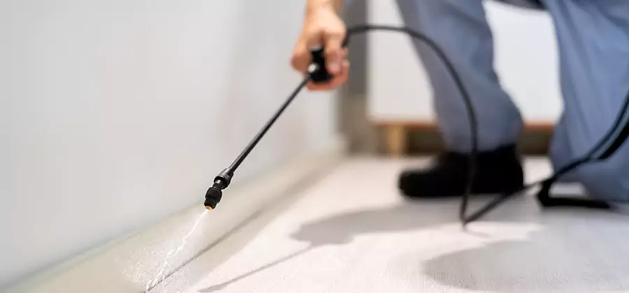 Direct Termite Injection Treatment in Boise