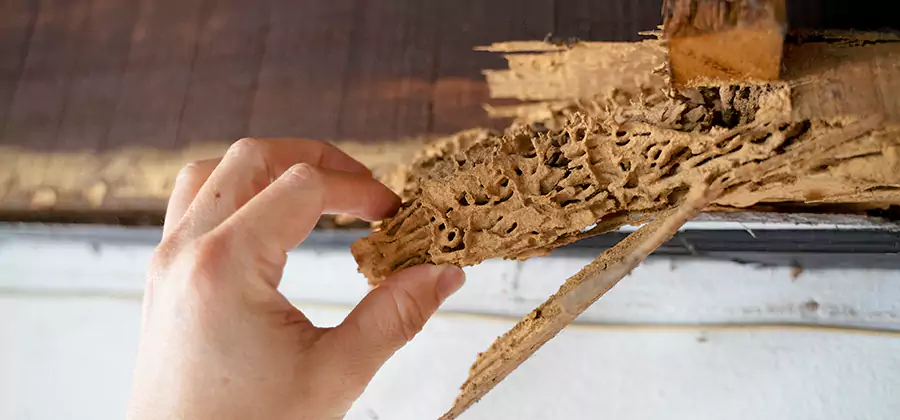Pre-Construction Termite Treatment in Boise