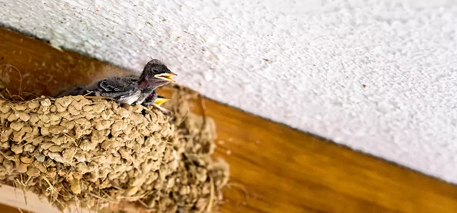 Bird Removal From House in Boise
