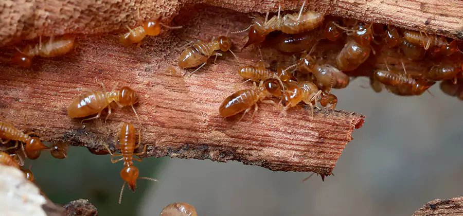 Wood Preservation Termite Treatment in Boise