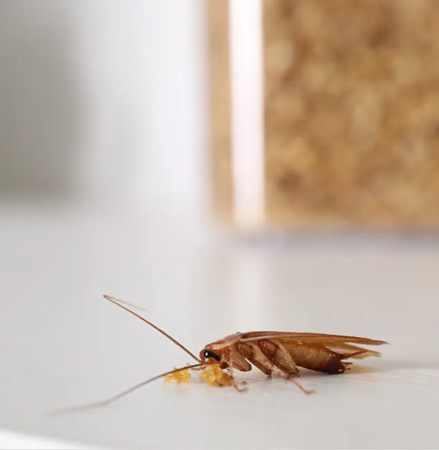 Why Boise Pest Control Services Stands Out in Boise, ID?