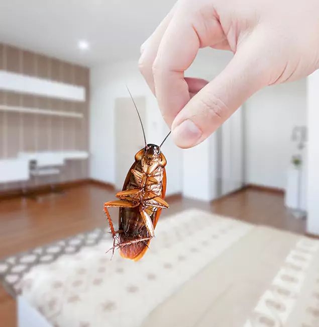 Why Boise Pest Control Services Stand Out for Bed Bug Fumigation in Boise, ID?