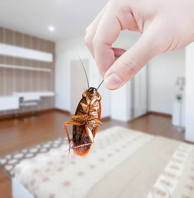 Why Boise Pest Control Services Stand Out For Bed Bug Inspection in Boise, ID?