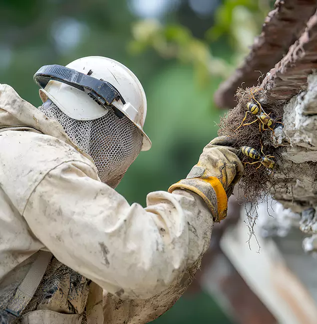 Why Boise Property Owners Choose Boise Pest Control Services for Bee Exterminator?