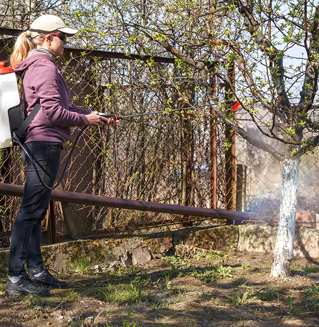 Why Boise Homeowners Choose Boise Pest Control Services for Mosquito Abatement?