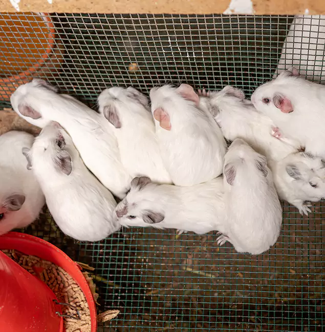 Why Choose Boise Pest Control Services for Rat Infestation in Boise, ID?