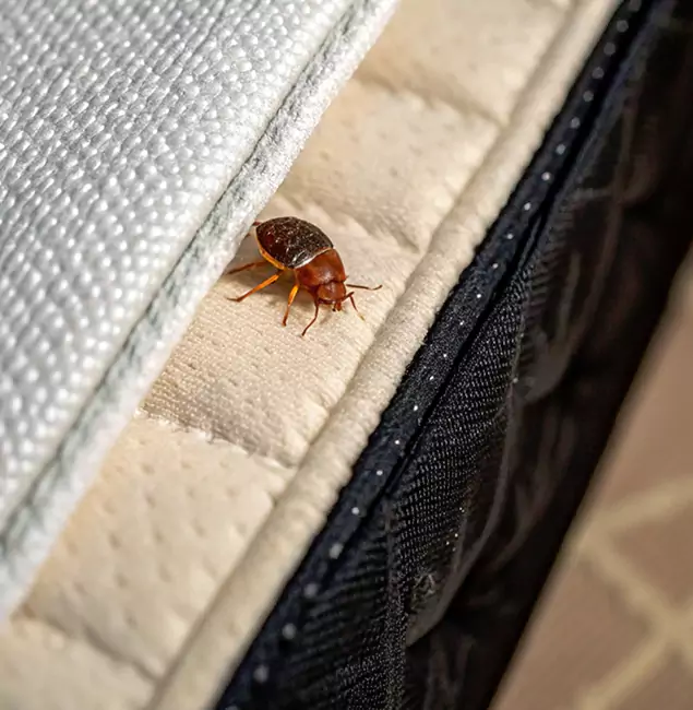 Why Boise Homeowners Trust Boise Pest Control Services for Tick Treatment?