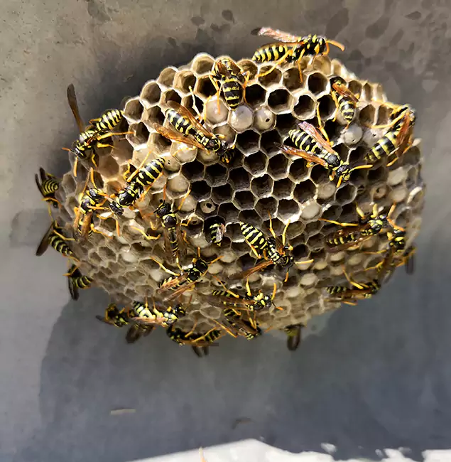 Why Boise Chooses Boise Pest Control Services for Wasp Control Services?